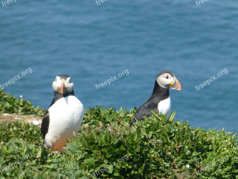 Bird Puffin Nature Wildlife Pembrokeshire