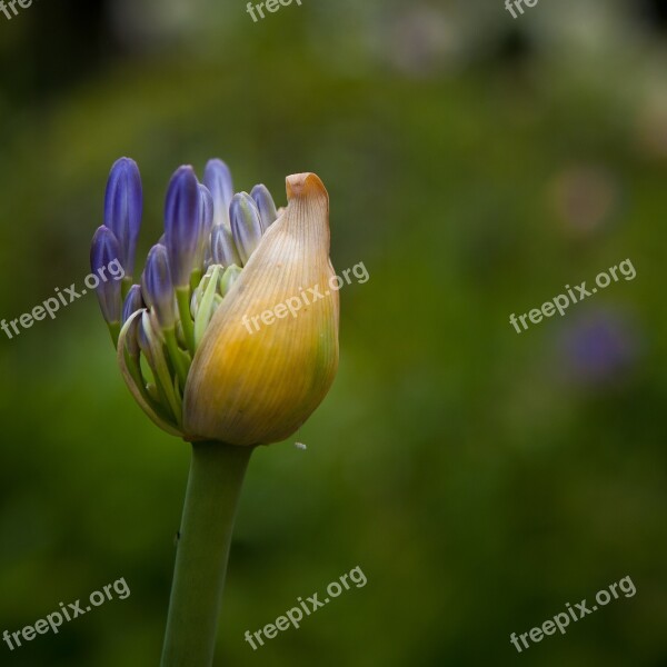 Flower Cocoon Open Bloom Green