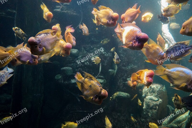 Fish Aquarium Water Swim Sea ​​aquarium