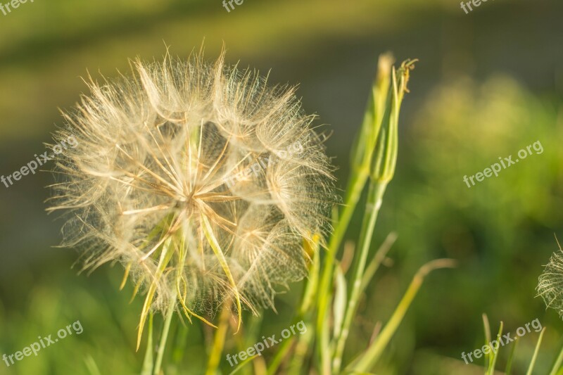 Flower Dandelion Nature Green Summer