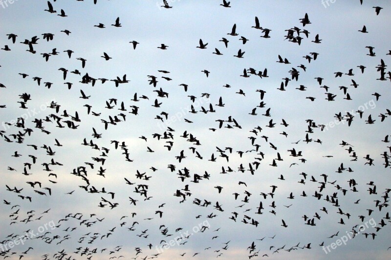 Wild Geese Flock Of Birds Migratory Bird Geese Swarm