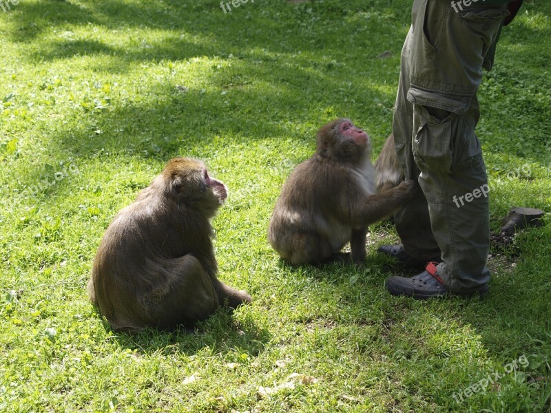 Ape Feed Begging Pet Food Fur