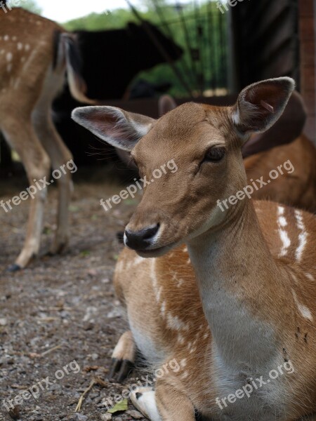 Roe Deer Doe Red Deer Fallow Deer Forest Animal