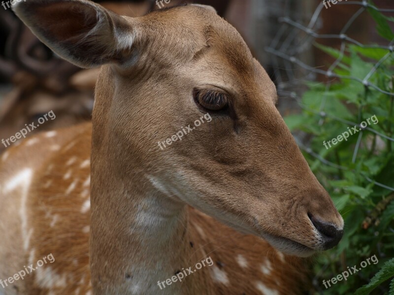 Roe Deer Spotted Brown Nature Doe