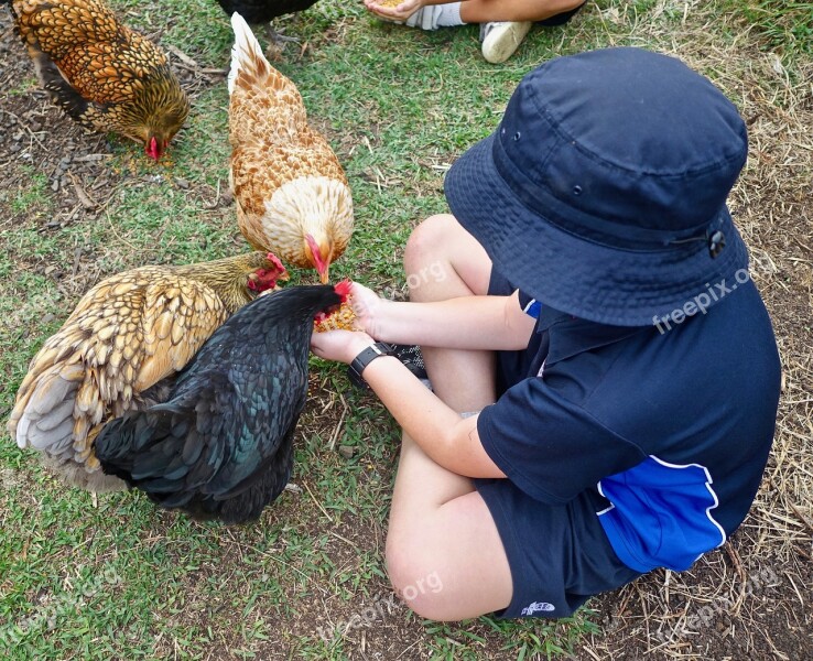 Feeding Chickens Cute Child Poultry