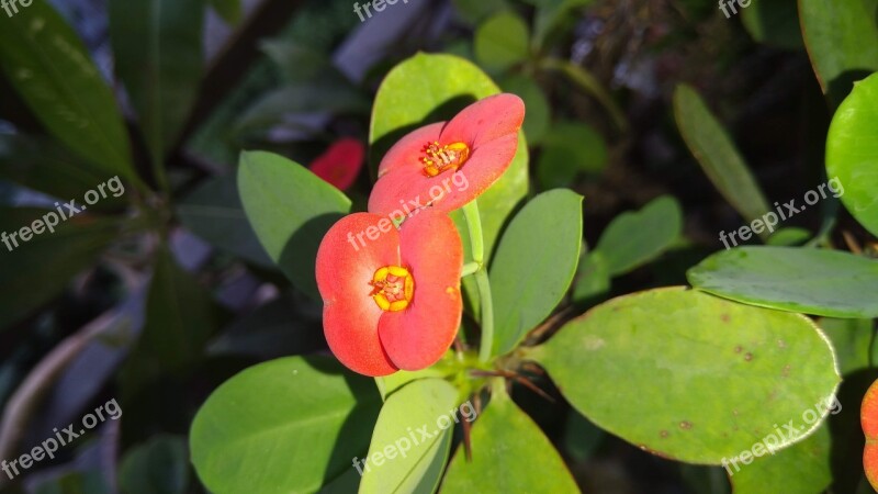 Euphorbia Milii Flowers Nature Garden Crown Of Thorns