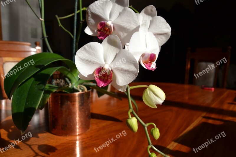 Orchid Copper Flower Orchid Pink And White Bronze