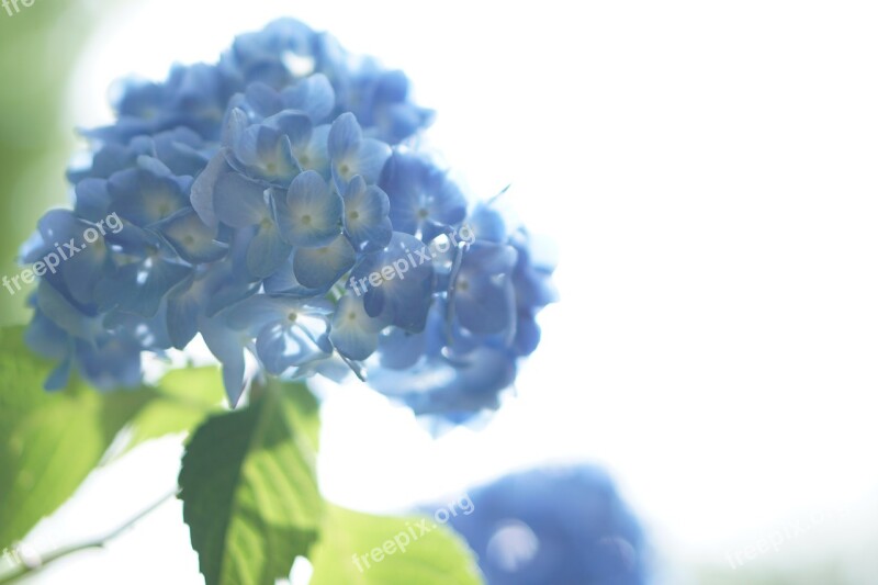 Flowers Hydrangea Hydrangea Flowers Plant Purple