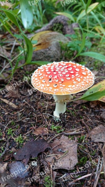 Red Fly Agaric Agaric Toxic Forest