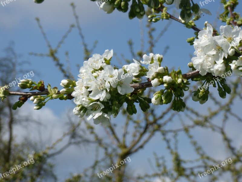 Cherry Blossom Spring Ockstadt Cherry Tree White