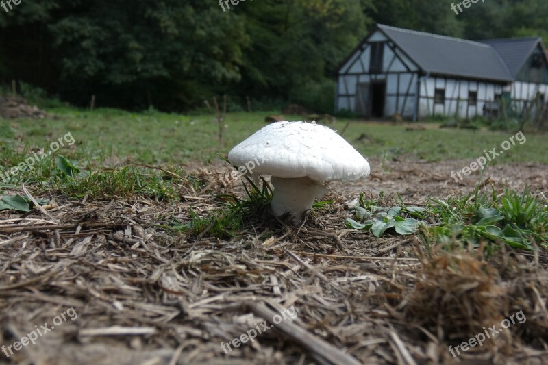 Mushroom Champignon Food Nature Vegetable