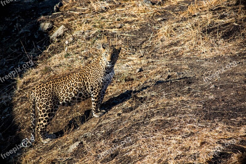 Leopard Tiger Wildlife Travel Wild Animal