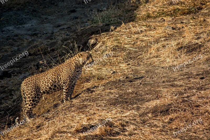 Leopard Tiger Wildlife Travel Wild Animal