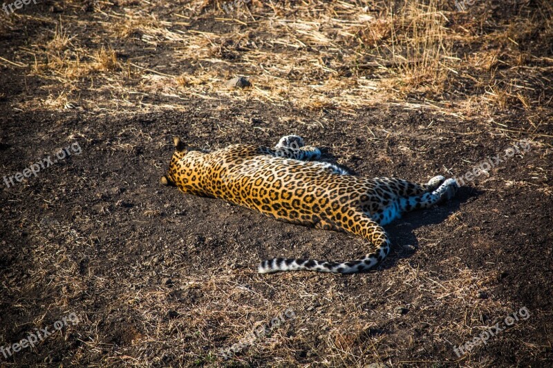 Leopard Tiger Wildlife Travel Wild Animal