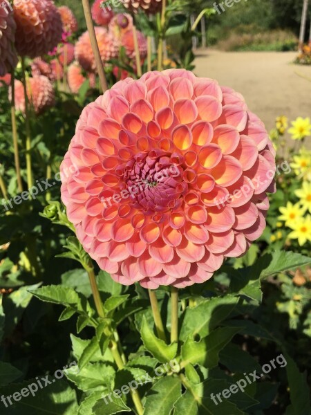 Pompom Dahlia Flowers Petals Full