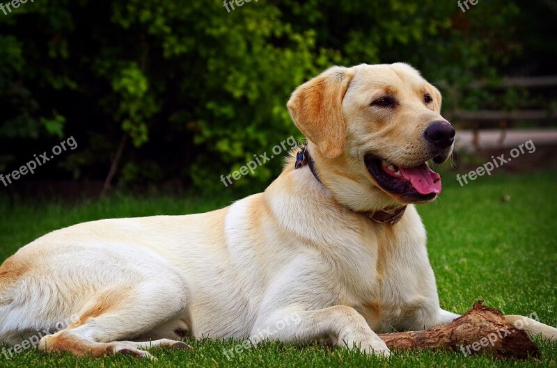 Yellow Lab Yellow Labrador Golden Labrador Labrador Labrador Retriever