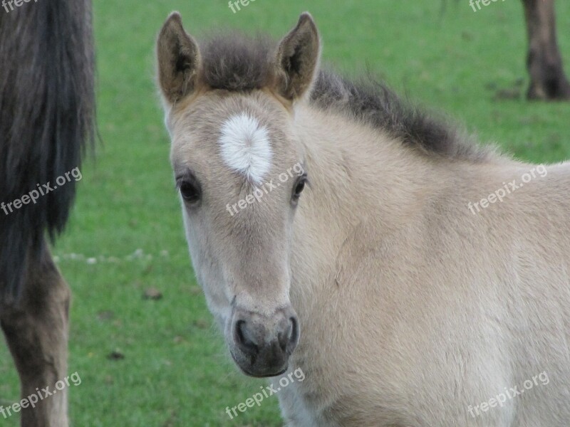 Foal Wild Horse Dülmen Germany Horse Animal