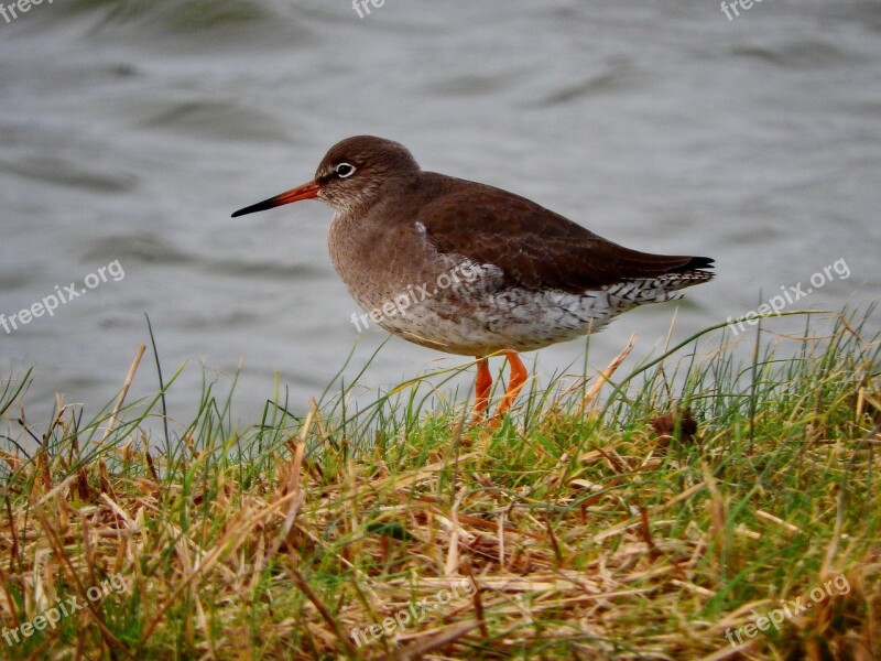 Redshank Bird Watt Bird Snipe Animal