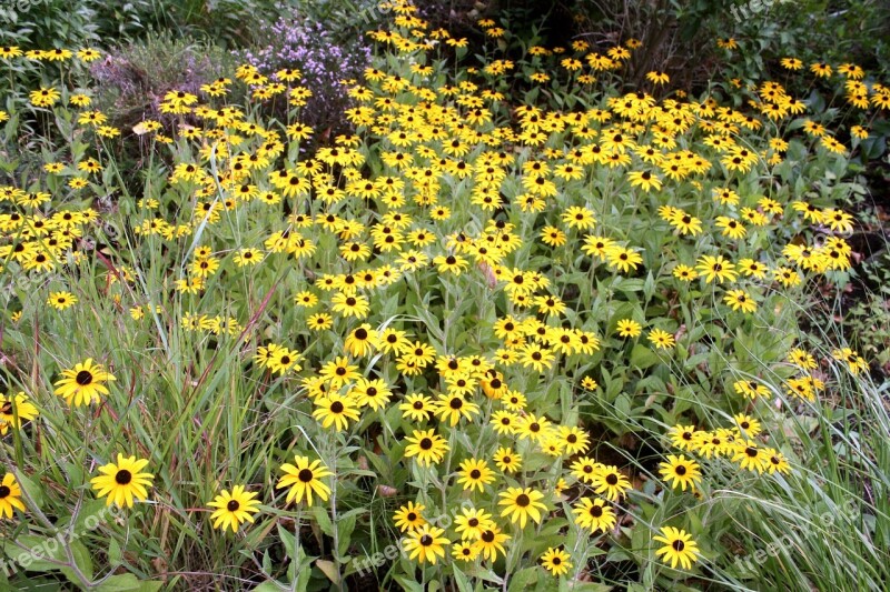 Flower Carpet Walk In The Park Sunflower Yellow Hamburgensien