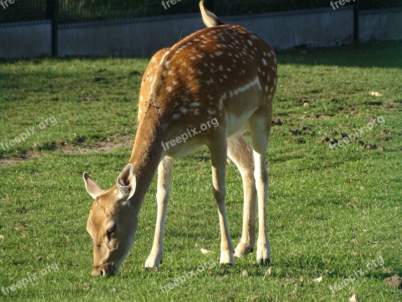 Suede Biche Nature Fauna Pre