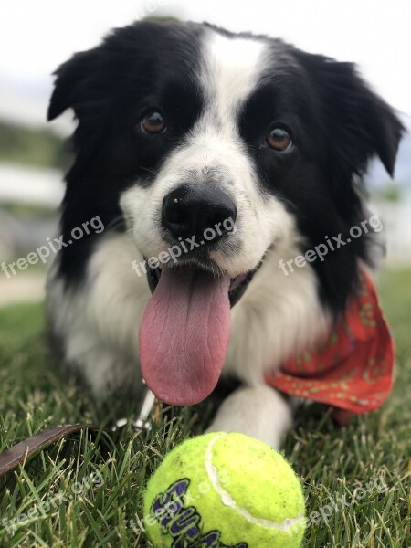 Dog Tongue Tennis Ball Fetch Happy