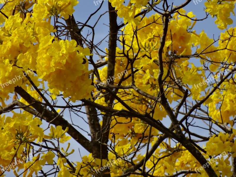 Flowers Ipê Nature Spring Flower