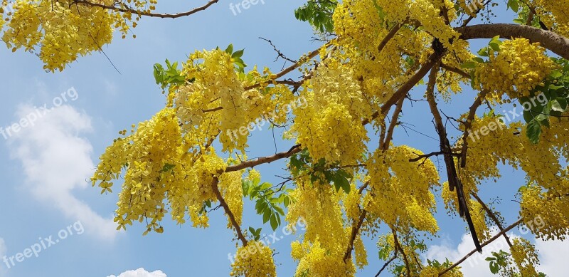 Cassia Fistula Summer Yellow Blue Day Free Photos