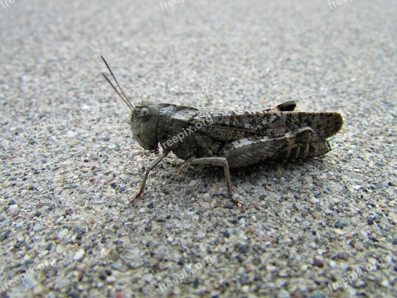 Grasshopper Hopper Sidewalk Gray Creation