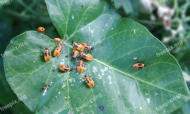 Bug Insects Mites Macro Beetle