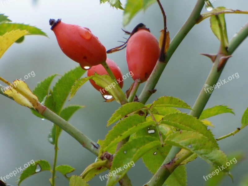 églantines Fruit Nature Red Berries