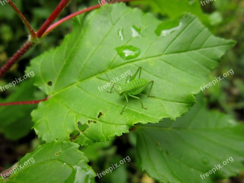 Green Insect Bug Cricker Leafhopper