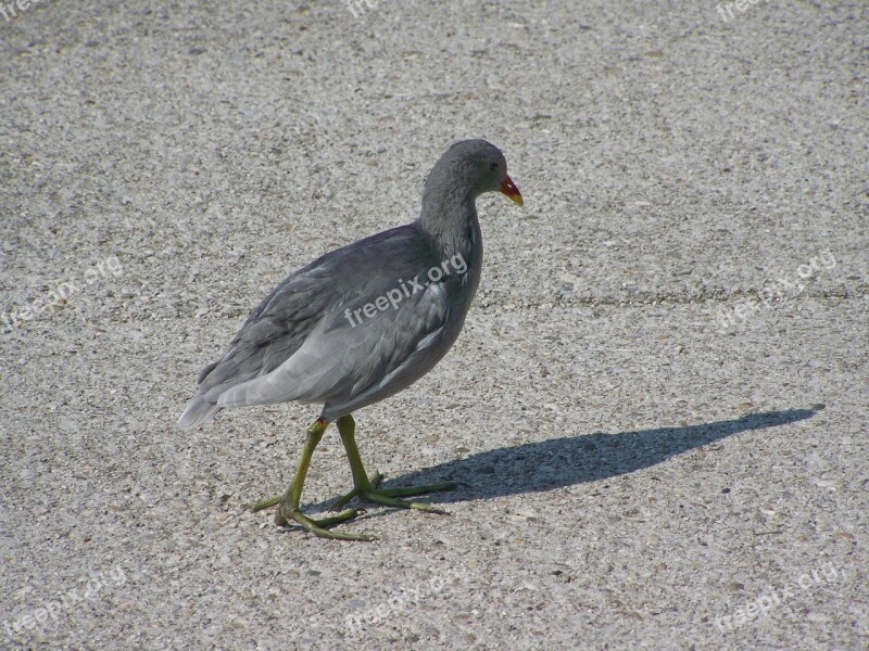 Water Hen Waterfowl Grey Bird Free Photos