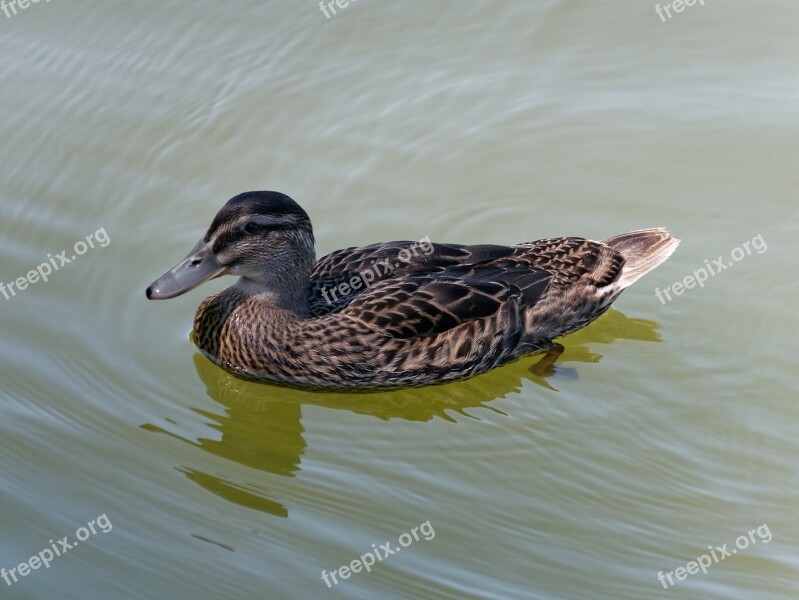 Duck Animal Water Bird Nature