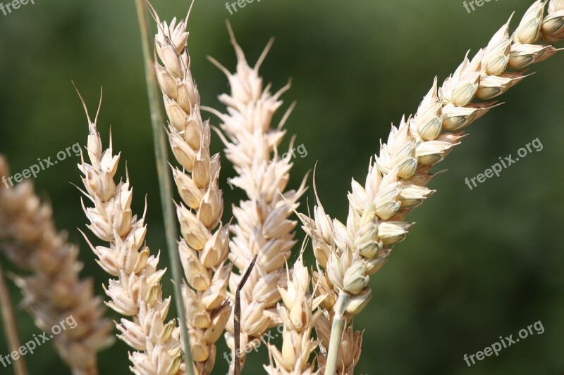 Cereals Grain Summer Nature Wheat