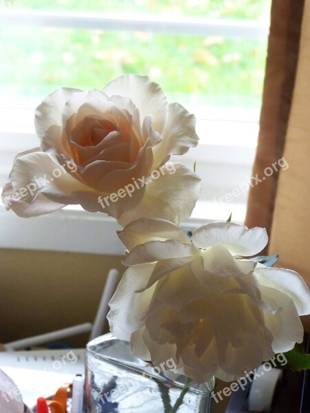 Rose Backlit Ivory Peach Romantic