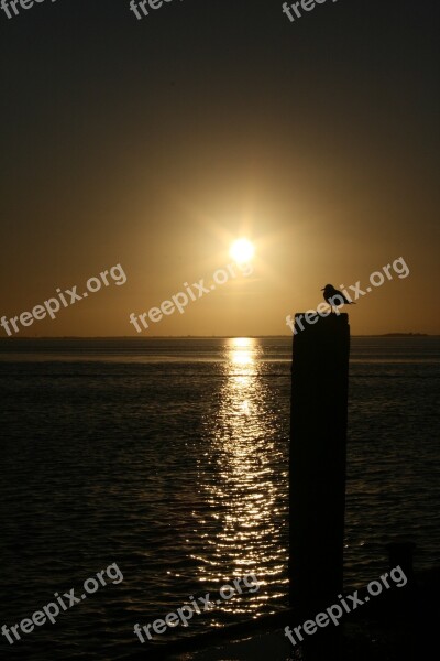 Sunset Seagull Silhouette Dusk Groyne