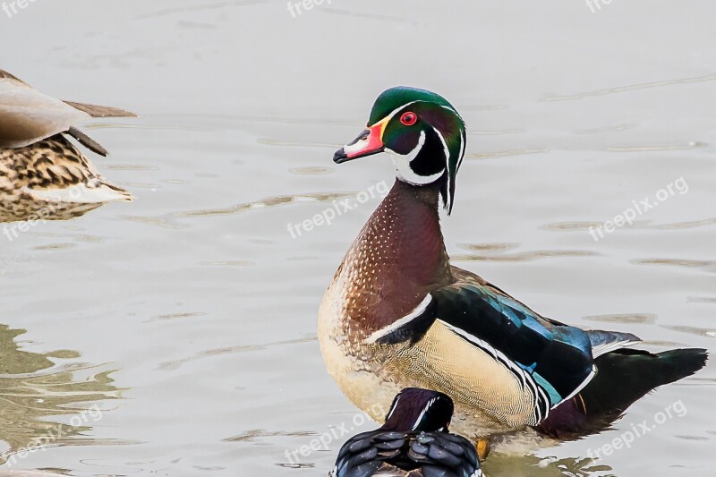 Duck Nature Wood Duck Bird Free Photos