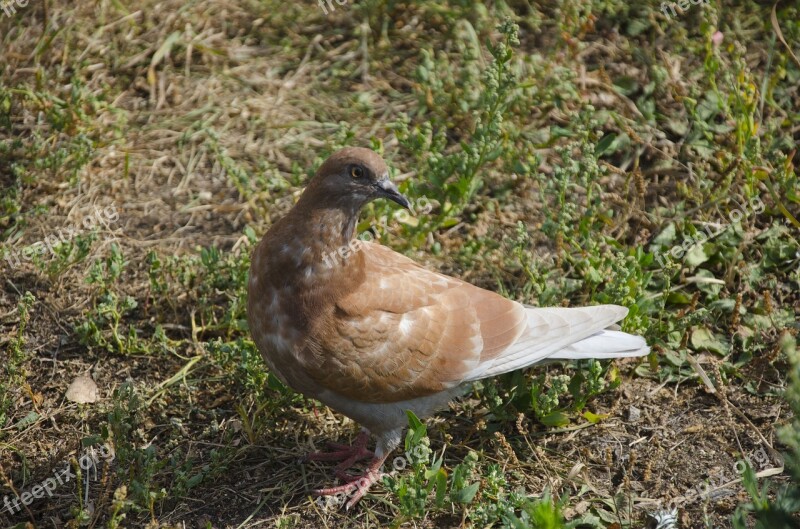 Pigeon Dove Bird Brown Dove Free Photos