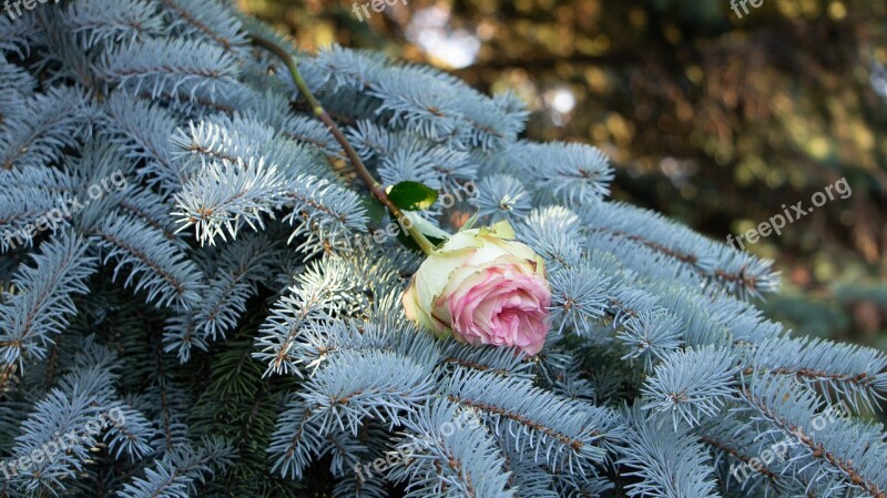 Rose Spruce Nature Autumn Roses