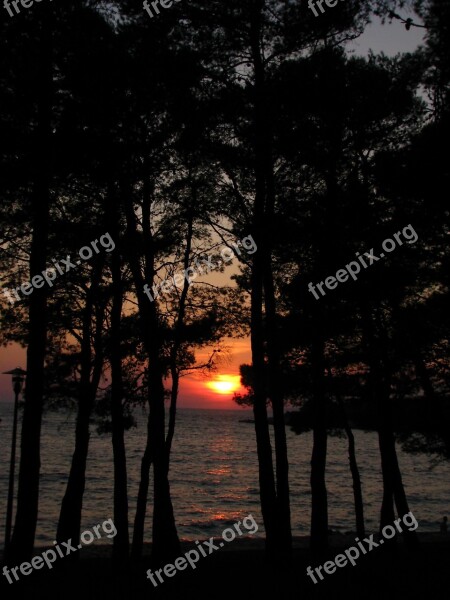 Sunset Sea Trees Nature Island