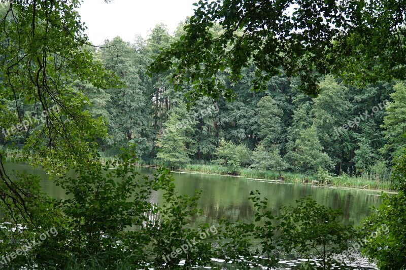 Lake Forest Water Landscape Nature