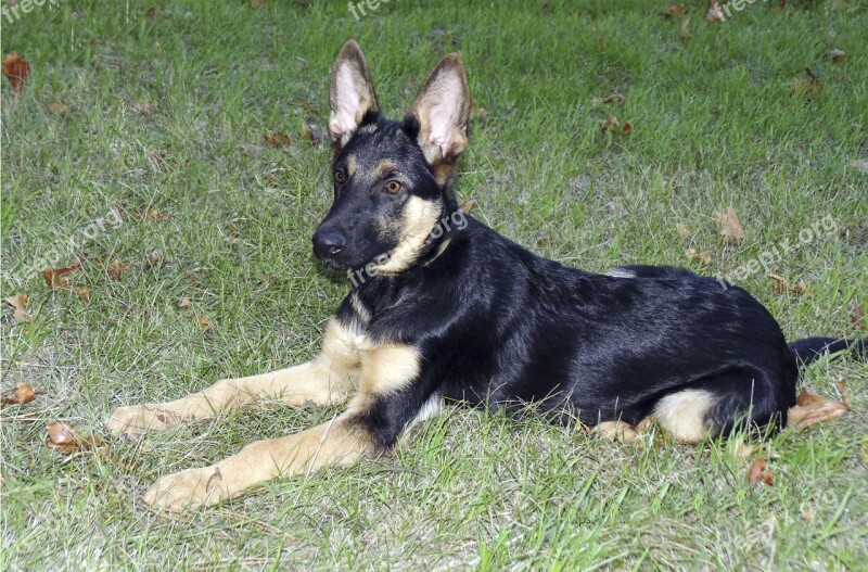 Alma German Shepherd Dog Portrait Shepherd