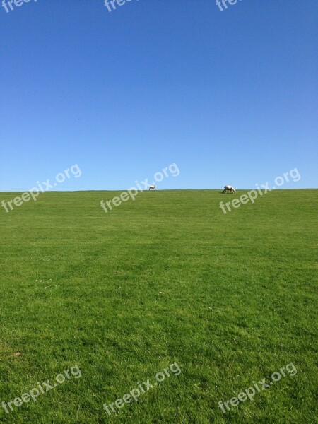 Sky Grass Dike Sheep North Beach