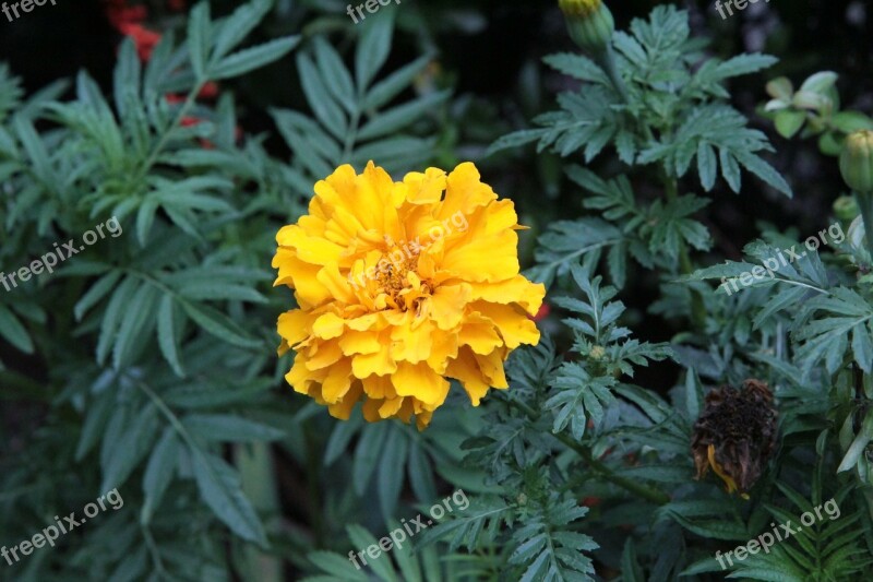 Rose Of India Rose Of India Yellow Yellow Flower Yellow Free Photos