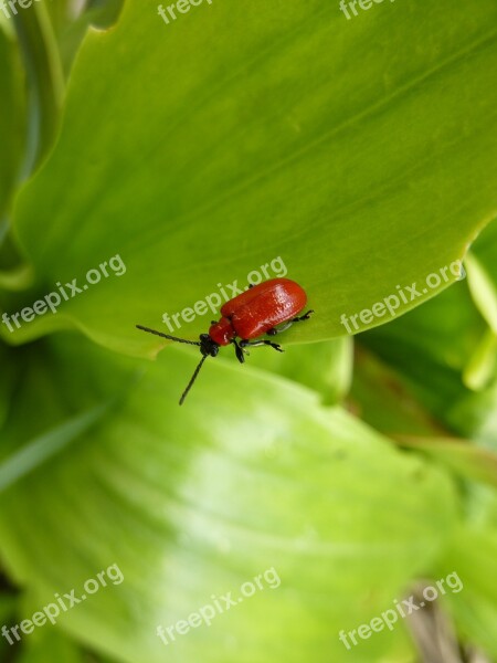 Biodiversity Ladybug Nature Insect Summer