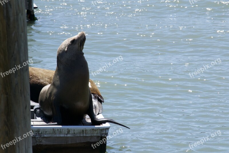 San Francisco Bay Marine Life Nature Wildlife Marine