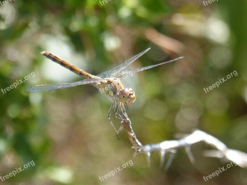 Dragonfly Yellow Dragonfly Cordulegaster Boltonii Branch Free Photos