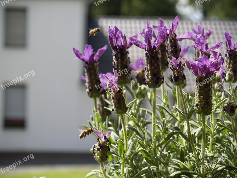 Bee In Flight Lavender Free Photos