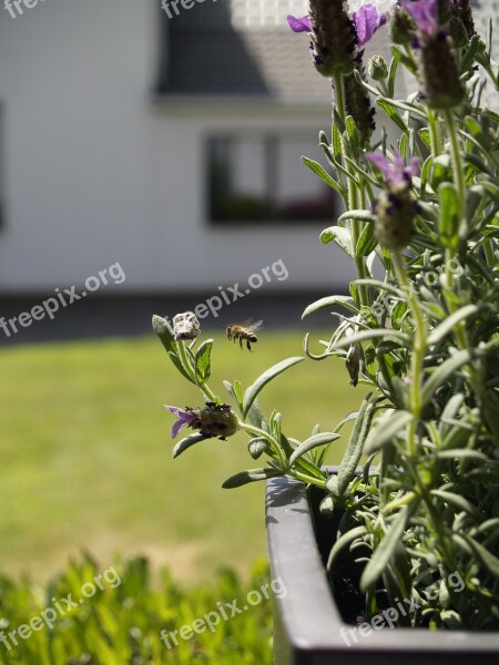 Bees In Flight Insect Free Photos