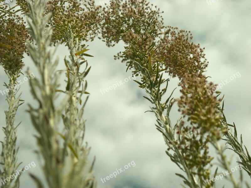 Plant Plants Reaching Perspective Long